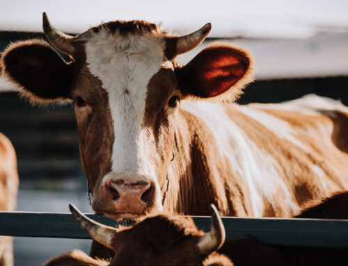 Namibia Engagement Highlights Need for Separate Sheep and Cattle Import  Protocols Amid FMD Concerns
