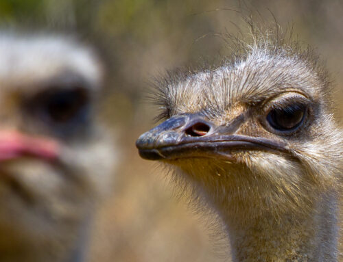 Het jy geweet? Volstruise is groot, maar gebou vir spoed!