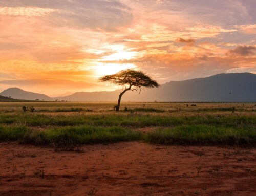 Africa in Focus