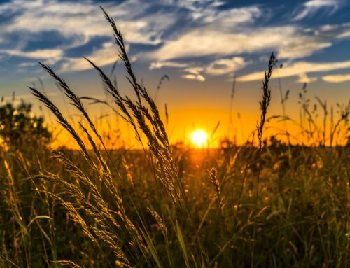 Corteva Begins New Chapter as Focused, Innovation-Led, Global Crop Protection Leader