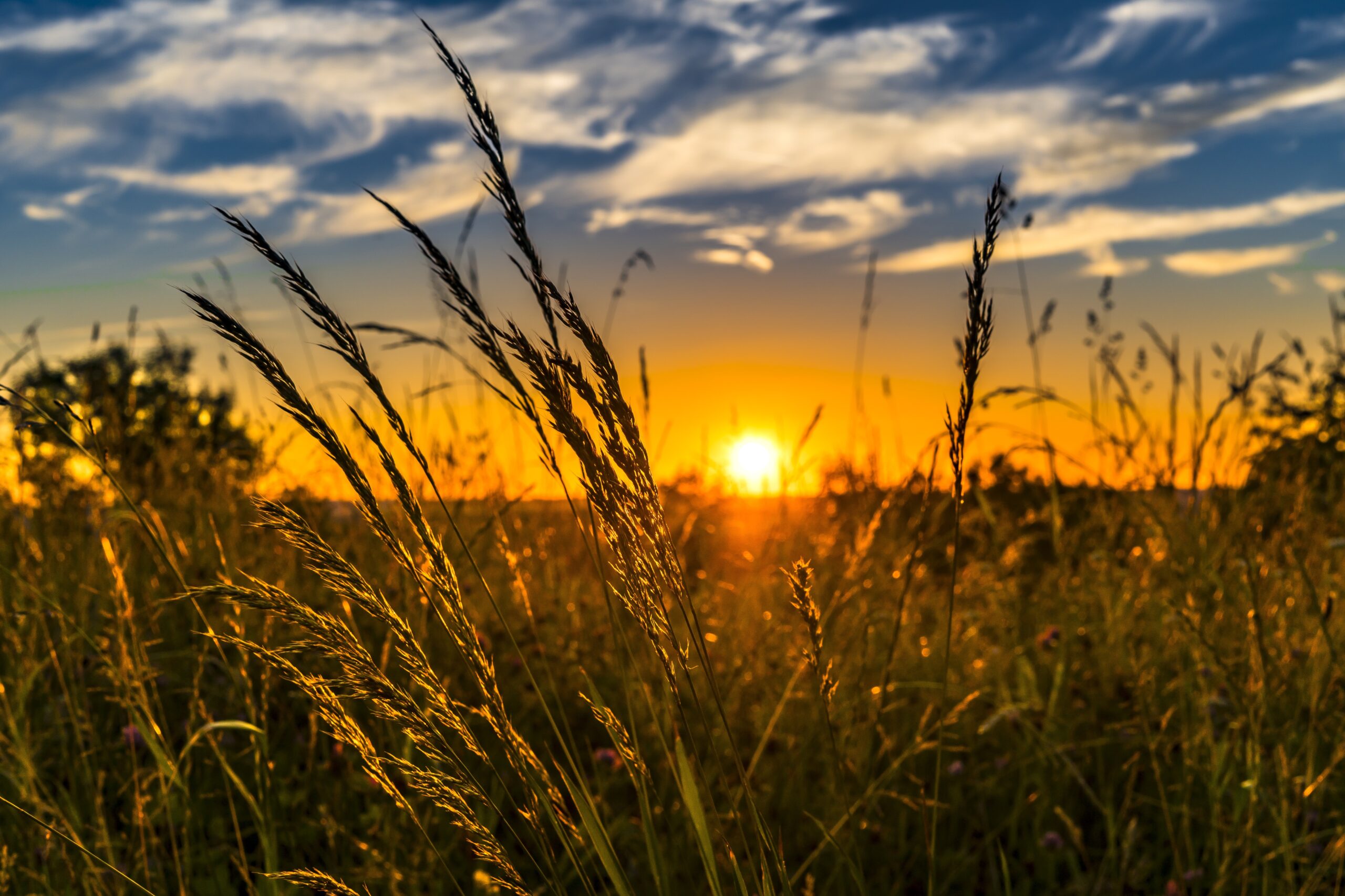 felix-mittermeier-wheat-2391348