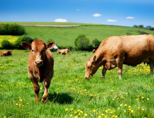 Van proteïen tot fosfaat: Bou ’n beter lek met Feedtek se Ecovite-reeks